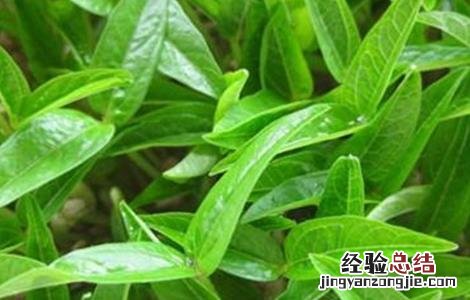 绿豆的生长过程 绿豆的生长过程视频