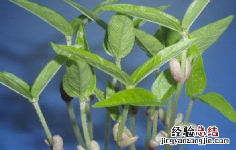 绿豆的生长过程 绿豆的生长过程视频