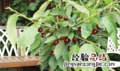 樱桃树可能长多高图片 樱桃树可能长多高