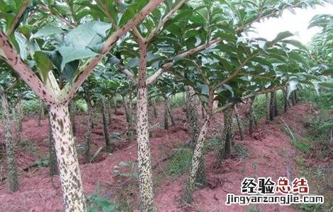 魔芋种植技术及亩产量价格 魔芋种植技术及亩产量