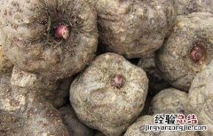 魔芋种植技术及亩产量价格 魔芋种植技术及亩产量