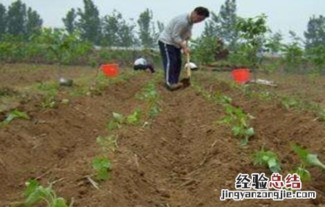 秋季蔬菜种植管理 秋季蔬菜种植时间和方法