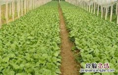 秋季蔬菜种植管理 秋季蔬菜种植时间和方法