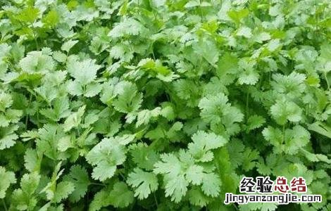 秋季蔬菜种植管理 秋季蔬菜种植时间和方法