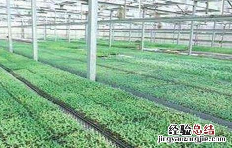 茄子一亩地产量是多少 茄子一亩地产量是多少公斤