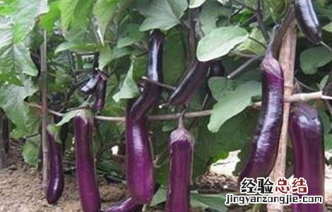 茄子一亩地产量是多少 茄子一亩地产量是多少公斤