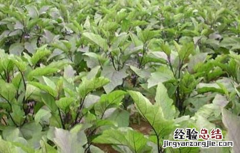 茄子一亩地产量是多少 茄子一亩地产量是多少公斤