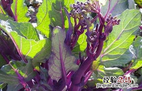 红菜苔种植时间和方法北方 红菜苔种植时间和方法