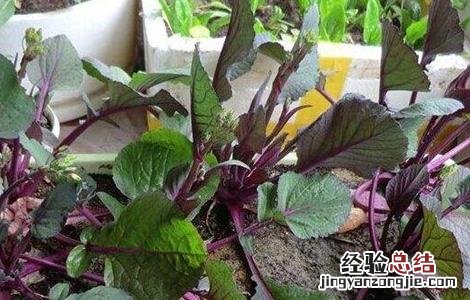 红菜苔种植时间和方法北方 红菜苔种植时间和方法