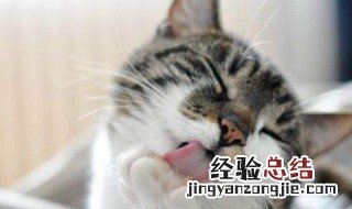 猫为什么那么爱洗脸 猫为什么那么爱洗脸毛发