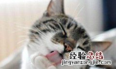 猫咪因为什么会吐 猫一般因为什么会吐