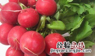 樱桃萝卜的功效与作用 樱桃萝卜的功效与作用及禁忌
