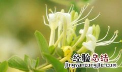 金银花栽培要点 金银花种植要点