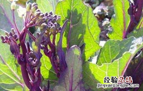 红菜苔追肥要点 红菜苔种植技术施肥