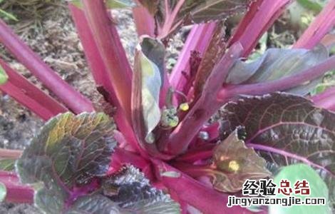 红菜苔追肥要点 红菜苔种植技术施肥