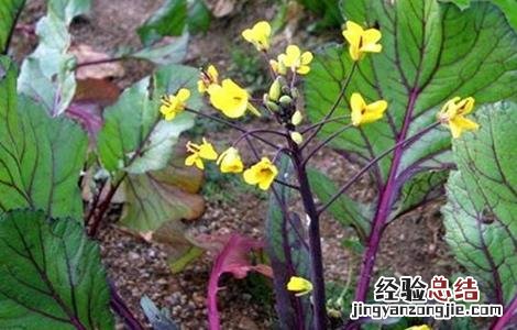 红菜苔追肥要点 红菜苔种植技术施肥