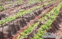 魔芋产量低原因及预防措施 魔芋产量低原因及预防措施有哪些