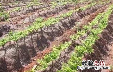 魔芋产量低原因及预防措施 魔芋产量低原因及预防措施有哪些