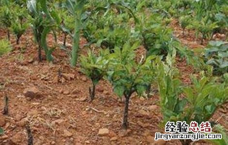 魔芋产量低原因及预防措施 魔芋产量低原因及预防措施有哪些