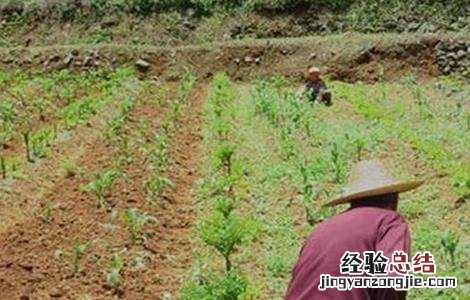 魔芋产量低原因及预防措施 魔芋产量低原因及预防措施有哪些
