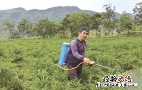魔芋产量低原因及预防措施 魔芋产量低原因及预防措施有哪些