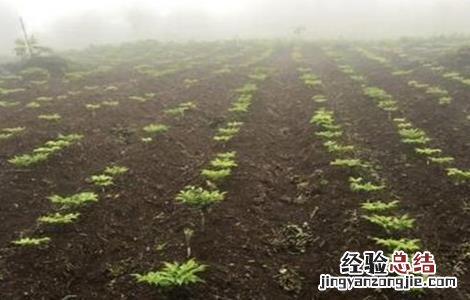 魔芋产量低原因及预防措施 魔芋产量低原因及预防措施有哪些
