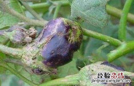 茄子长锈是什么原因 茄子长锈是什么原因造成的