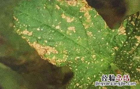 茄子长锈是什么原因 茄子长锈是什么原因造成的