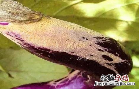茄子长锈是什么原因 茄子长锈是什么原因造成的