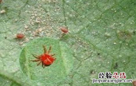 茄子长锈是什么原因 茄子长锈是什么原因造成的