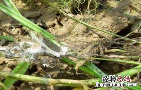 茴香菌核病的防治方法 茴香菌核病的防治方法是