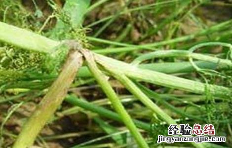 茴香菌核病的防治方法 茴香菌核病的防治方法是