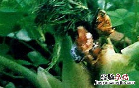 茴香菌核病的防治方法 茴香菌核病的防治方法是