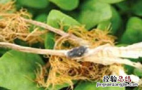 茴香菌核病的防治方法 茴香菌核病的防治方法是