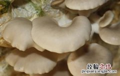 平菇菌丝生长缓慢 平菇菌棒生长缓慢原因及解决方法
