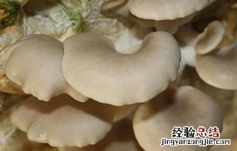 平菇菌丝生长缓慢 平菇菌棒生长缓慢原因及解决方法
