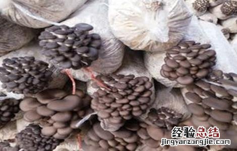平菇菌丝生长缓慢 平菇菌棒生长缓慢原因及解决方法