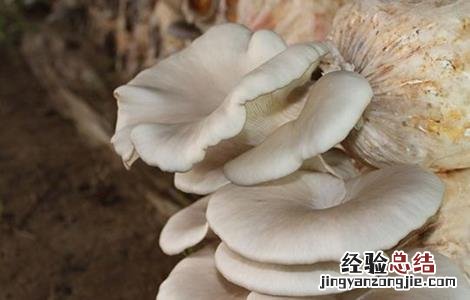 平菇菌丝生长缓慢 平菇菌棒生长缓慢原因及解决方法