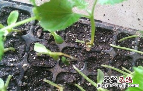 苦瓜死苗原因及防治方法图解 苦瓜死苗原因及防治方法