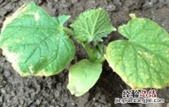 苦瓜死苗原因及防治方法图解 苦瓜死苗原因及防治方法