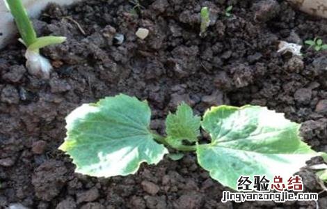 苦瓜死苗原因及防治方法图解 苦瓜死苗原因及防治方法