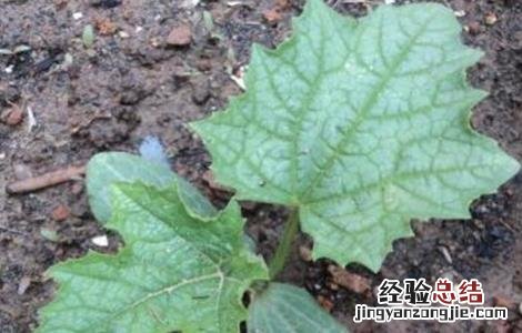 苦瓜死苗原因及防治方法图解 苦瓜死苗原因及防治方法