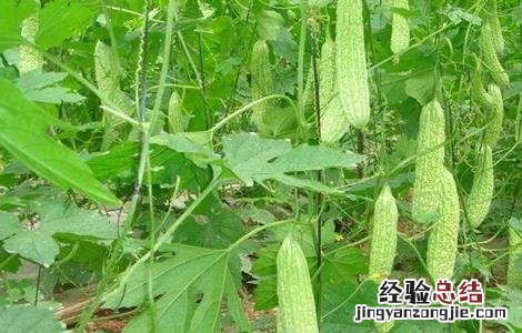 如何种植苦瓜,怎样提高苦瓜的产量 苦瓜产量低该怎么办