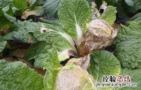 白菜软腐病的病症和病状 白菜软腐病的发病症状及防治方法