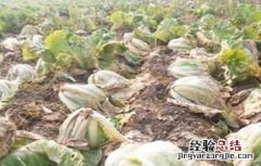 白菜软腐病的病症和病状 白菜软腐病的发病症状及防治方法