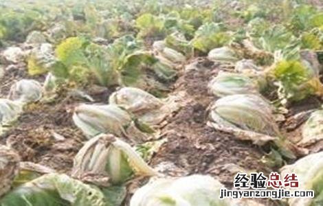白菜软腐病的病症和病状 白菜软腐病的发病症状及防治方法
