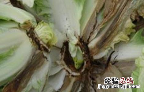 白菜软腐病的病症和病状 白菜软腐病的发病症状及防治方法