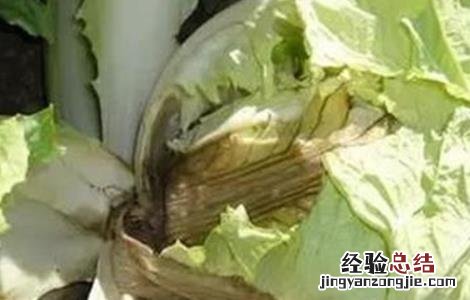 白菜软腐病的病症和病状 白菜软腐病的发病症状及防治方法