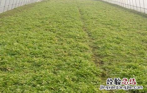 大棚夏季水芹种植技术要点 大棚夏季水芹种植技术