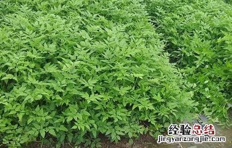 大棚夏季水芹种植技术要点 大棚夏季水芹种植技术